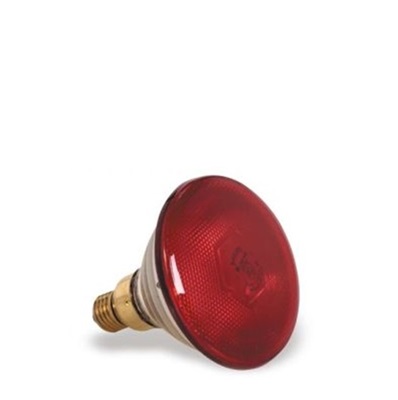 Lamp Only 250 Red